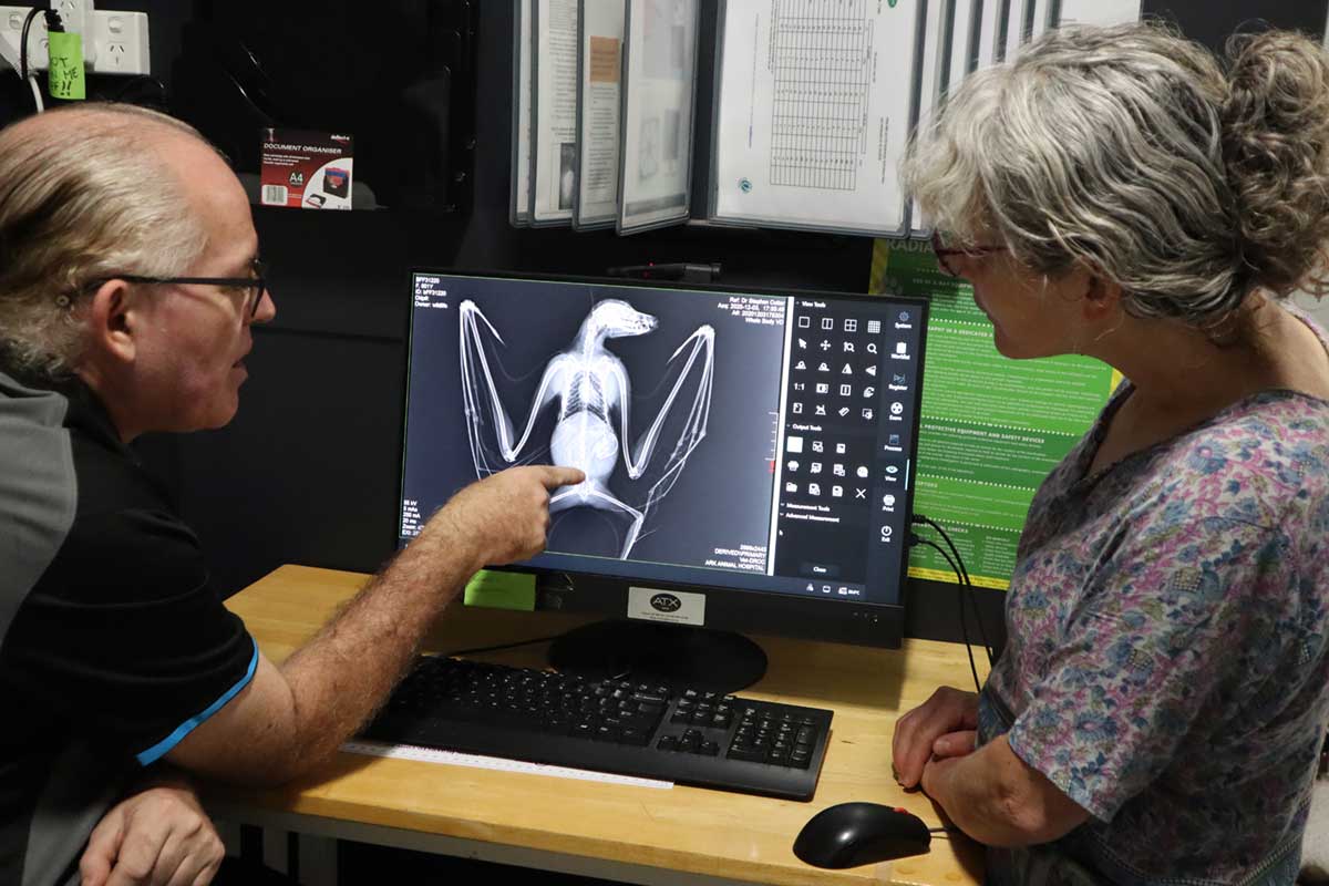 Photo of Vet and Client inspecting xray of bat