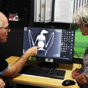 Vet and wildlife rescuer examine an x-ray of a flying fox