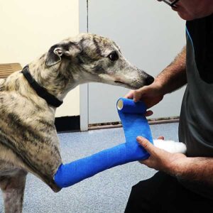 Greyhound is bandaged after bone treatment