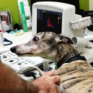 Greyhound being examined via ultrasound imaging