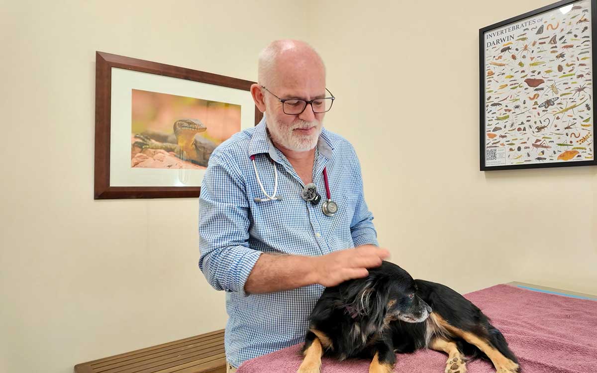 Dr Stephen Cutter treating an injured dog