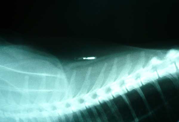 Xray of Feline Identification Microchip