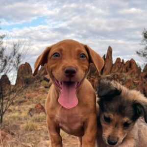Dogs