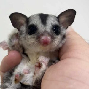 Sugar Glider