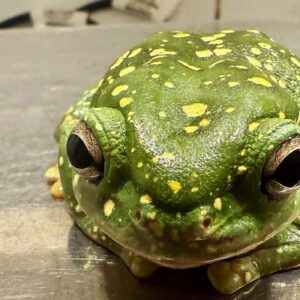 Frog