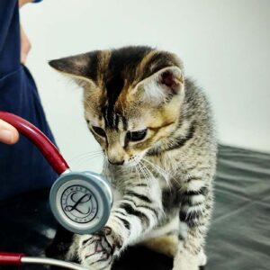 Cat plays with stethoscope