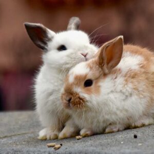 Rabbits