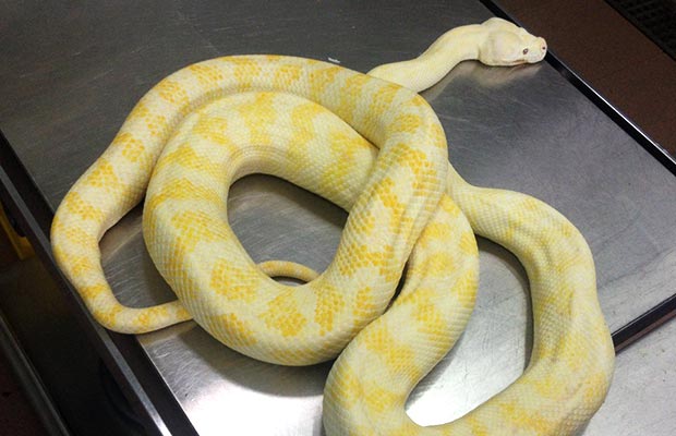 Snake