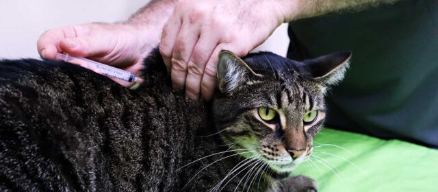 Cat receiving a vaccination