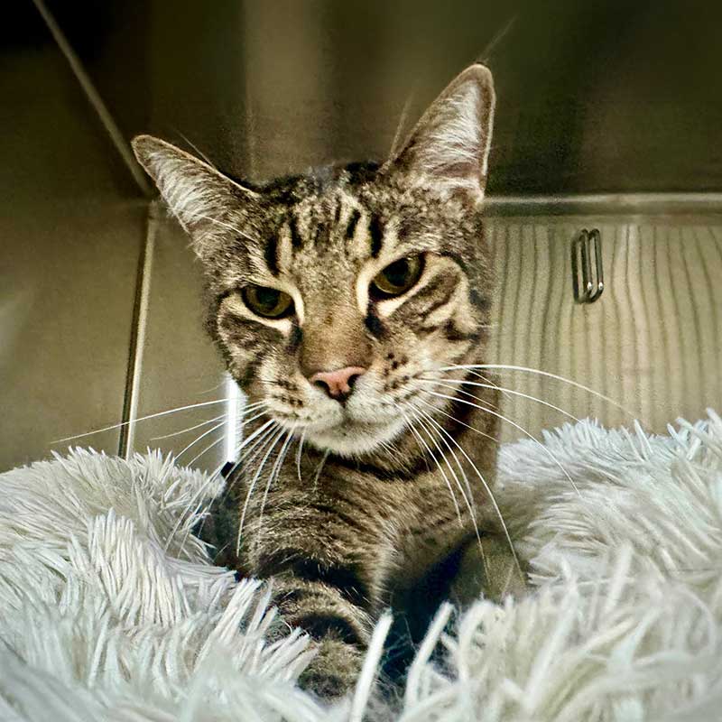 Finn the Cat