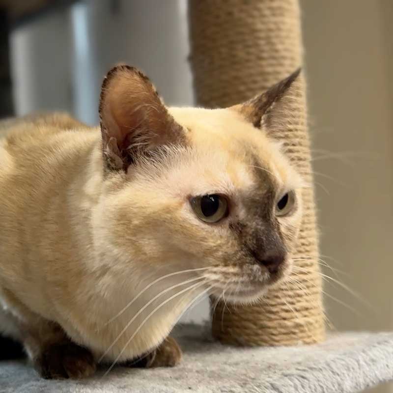 Happy the Cat