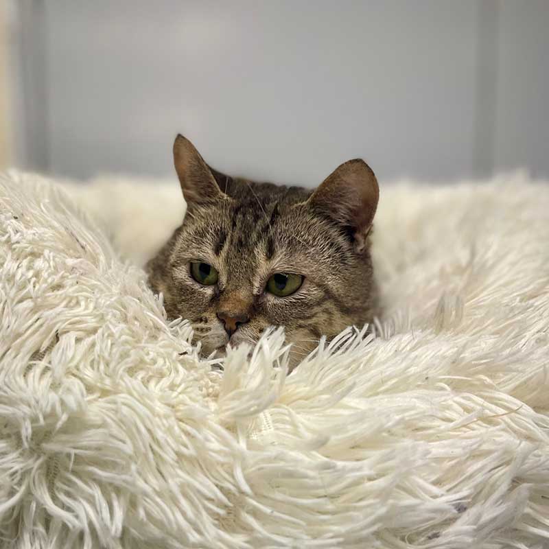 Laksa the Cat