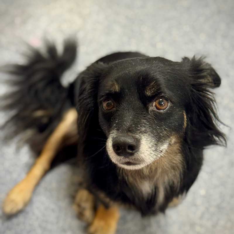 Tet the Dog